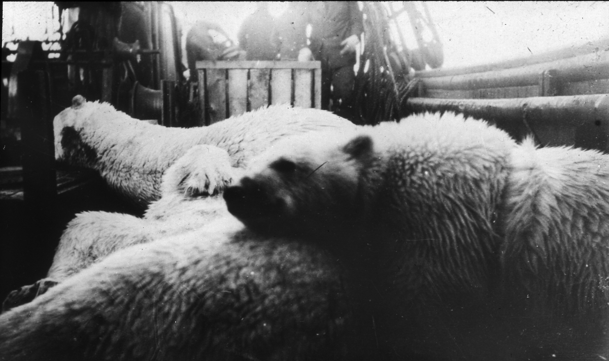 Döda isbjörnar ombord på Bratvaag. Diapositiv, glas.