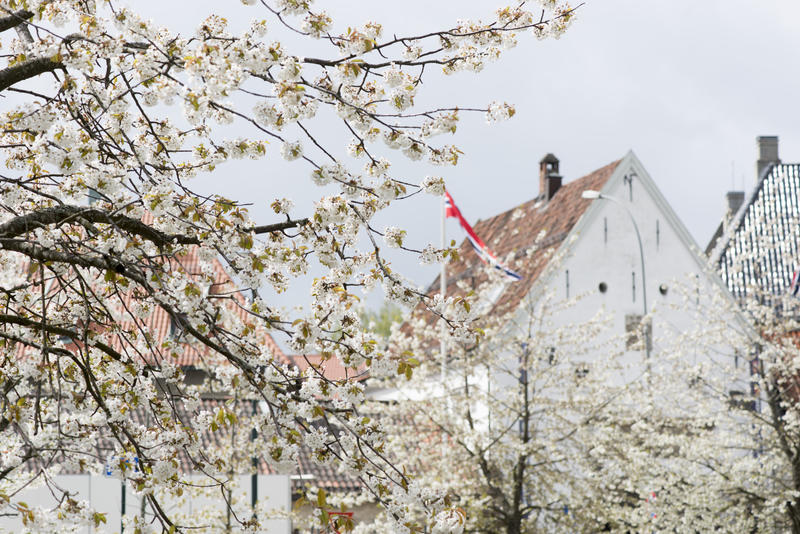 Hovedinngang til Norsk Folkemuseum med trær i blomstring foran.