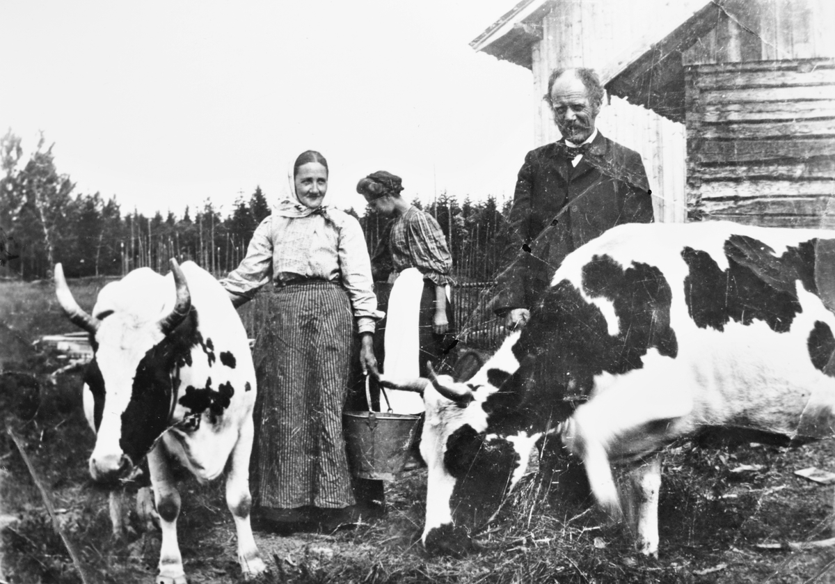 Hellerud i Blaker ca. 1911, Andreas Hellerud i findresss med sin kone og noen kyr, i bakgrunnen ei dame.