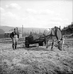 Mann på jorde med hest og kjerre.
