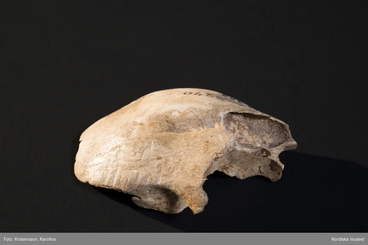 Kapten Elins trolltyg, som består av en mjölkhare, ett kohorn, en hönklo, en döskalle, en björnklo, en bit skallben och eventuellt en tand. NM.0159384 t.o.m. NM.0159389.