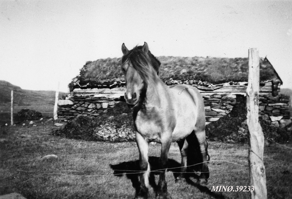 Hesten "Knuppen" foran gammelt fjøs. Ola J. Furuhovde brukte denne hesten i mange år.