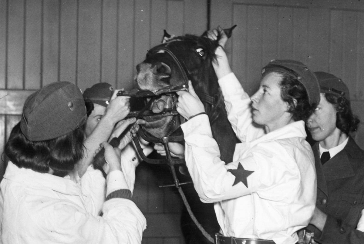 Hästsjukvårdare från Röda Stjärnan i uniform undersöker häst 1939.