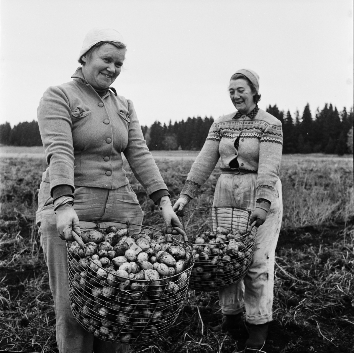 Kvinnor med potatiskorgar, Uppland 1959