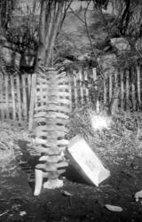 På bildet ser vi benrester fra Holberghvalen, med ryggsøylen