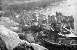 Sildefiske i Blomvika. Bilde fra fotoinnsamlinga i Frei 1978