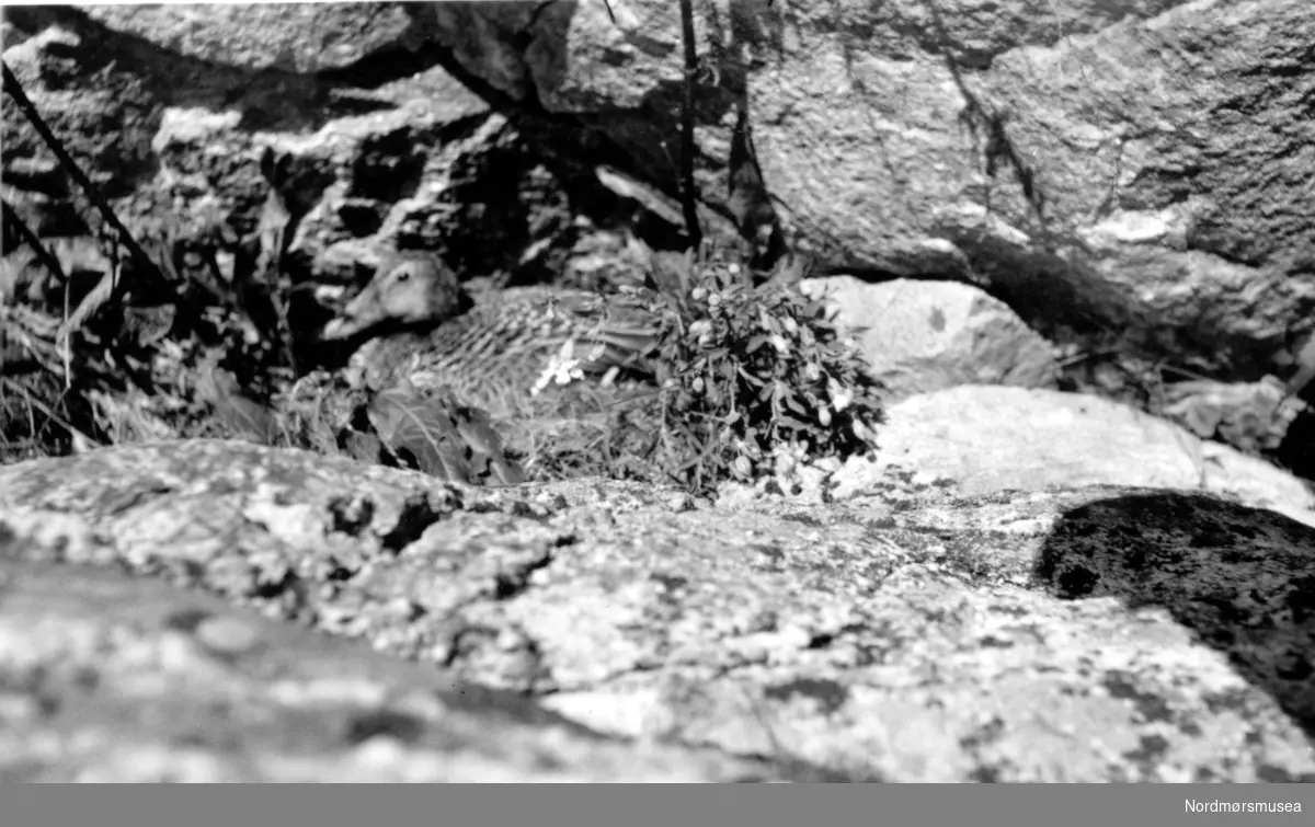 På bildet ser vi en fugl som har slått seg til ro i en steinrøys, på en ukjent plass i Møre og Romsdal.
