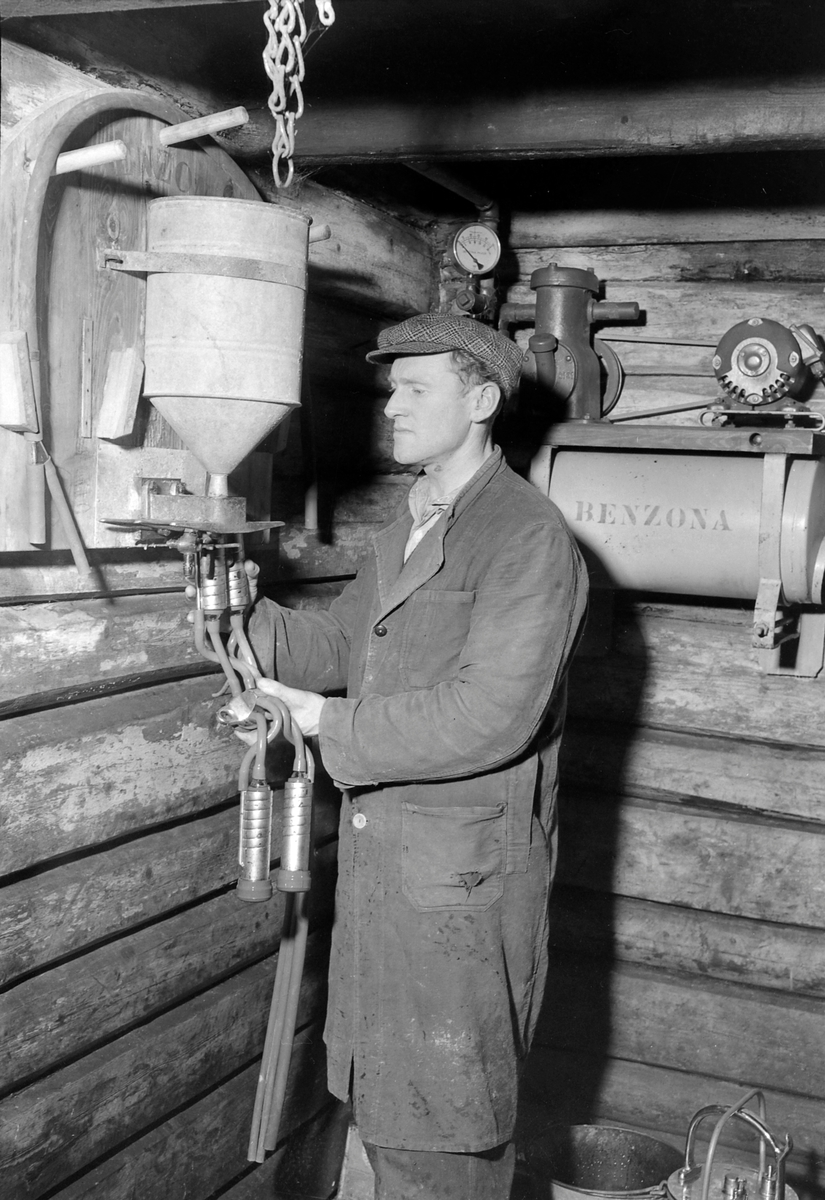 Kyr melkes med melkemaskin