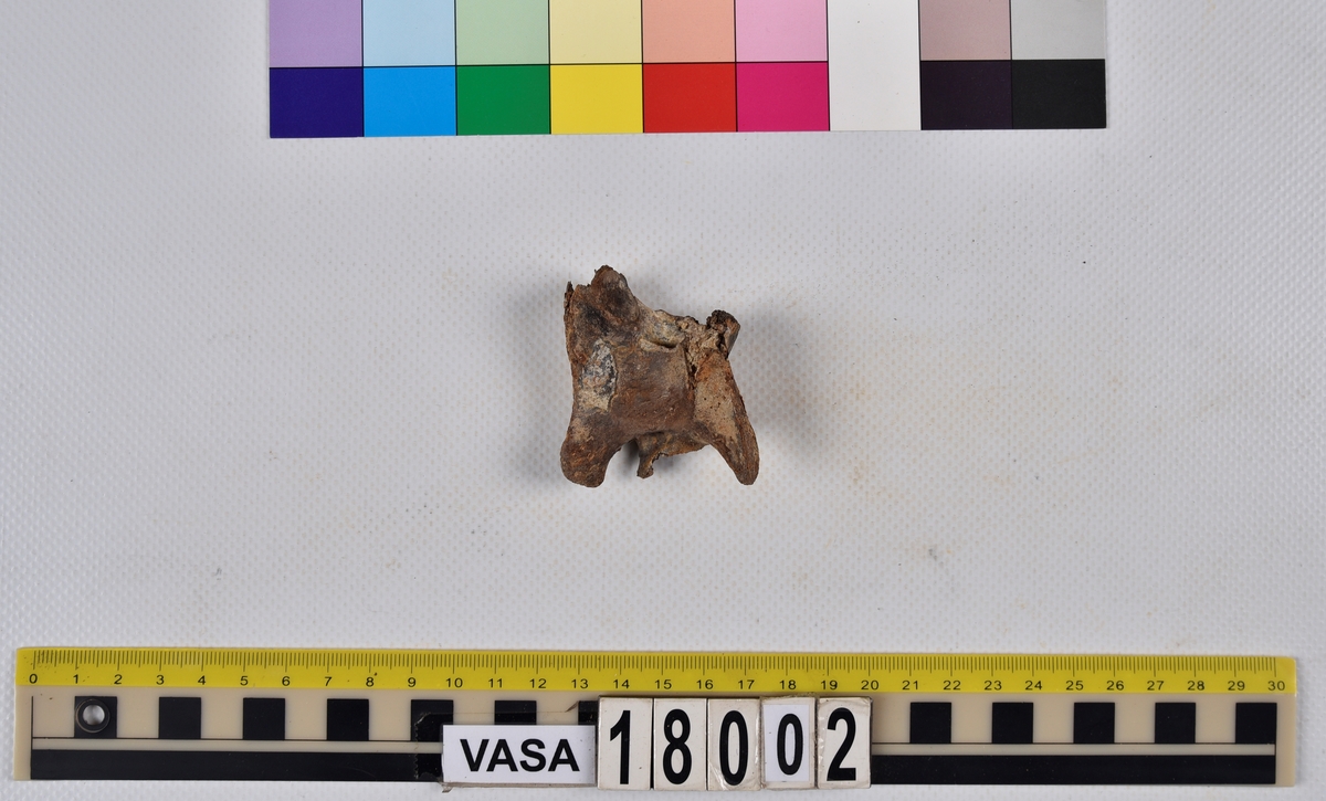 Ben från nötkreatur (Bos taurus).
1 st. första halskotan (atlas).
1 st. fragment av första halskotan (atlas).
1 st. andra halskotan (epistropheus).
1 st. fragment av andra halskotan (epistropheus).
1 st. halskota (vertebrae cervicale).
2 st. del av halskota (vertebrae cervicale).
2 st. del av bröstkotor (vertebrae thoracale).
1 st. del av ländkota (vertebrae lumbale).
1 st. sista ländkotan (vertebrae lumbale).
1 st. revben (costae).
1 st. överarmsben (humerus).
2 st. strålben (radius).
1 st. del av lårben (femur).
3 st. delar av skenben (tibia).
3 st. skulderblad (scapula).
1 st. del av korsben (os sacrum).
2 st. nackdelar (occipitale).
1 st. komplett vrist: hälben (calcaneus med en lös ledyta), språngben (astragalus), fotrotsben (centrotarsale).