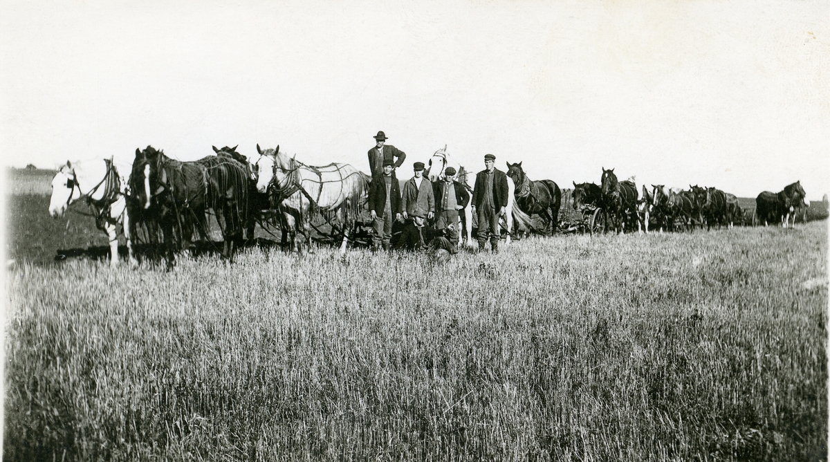 Bildet viser flere spann med hester (ca 20 hester) klare til å pløye på prærien.