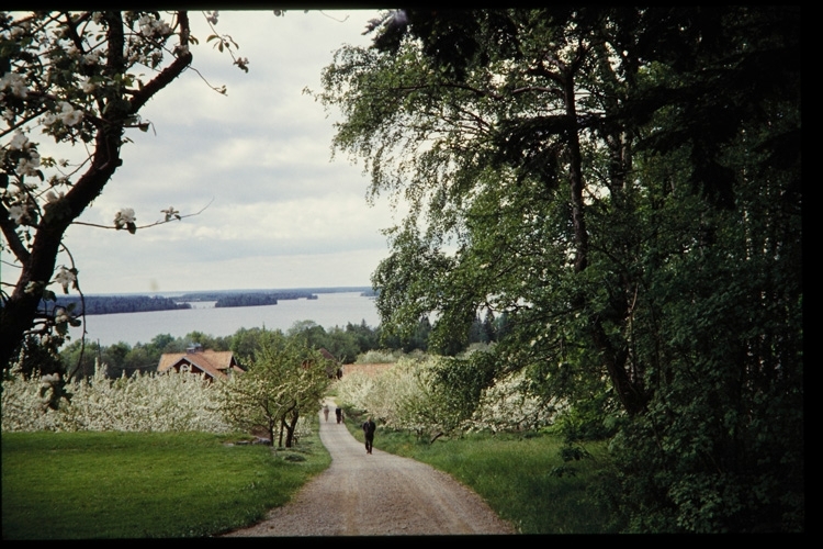 Äppelodling vid Kurrebo. Sånnahult, Urshult. 1958.