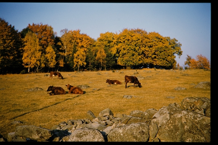 Kor på bete, på Dalbo. 1959.