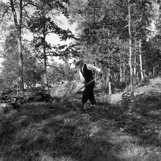 Slåtter på Replösa gravfält, Ljungby. 1959.