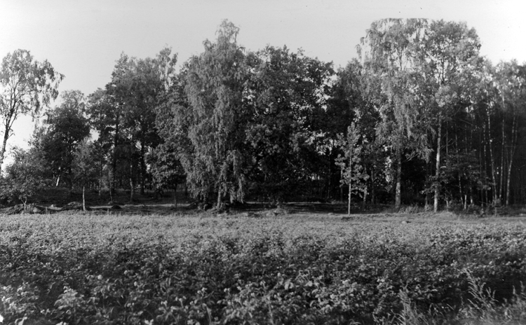 Foto på en äng med träd i bakgrunden som ska bli en kyrkogård.