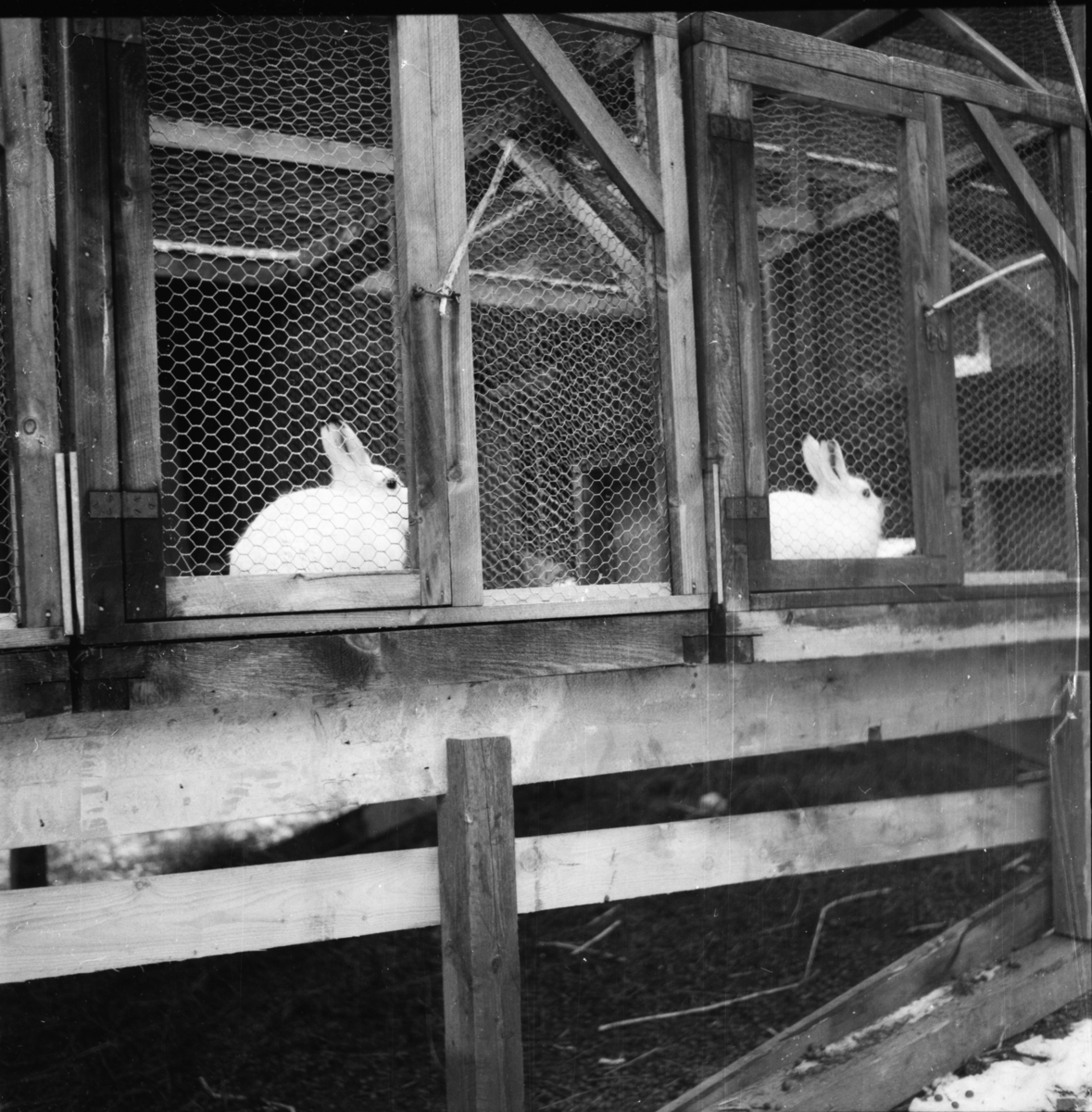 Vardens arkiv. "Harefarm på Rjukan" 06.01.1954