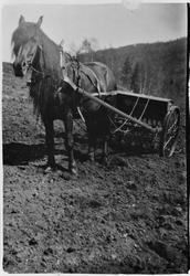 Hest med såmaskin ca. 1935