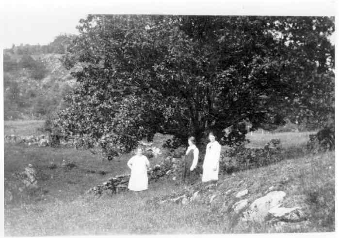 Noen av kvinner på Fitja står i en grassbakke foran et stort eiketre
