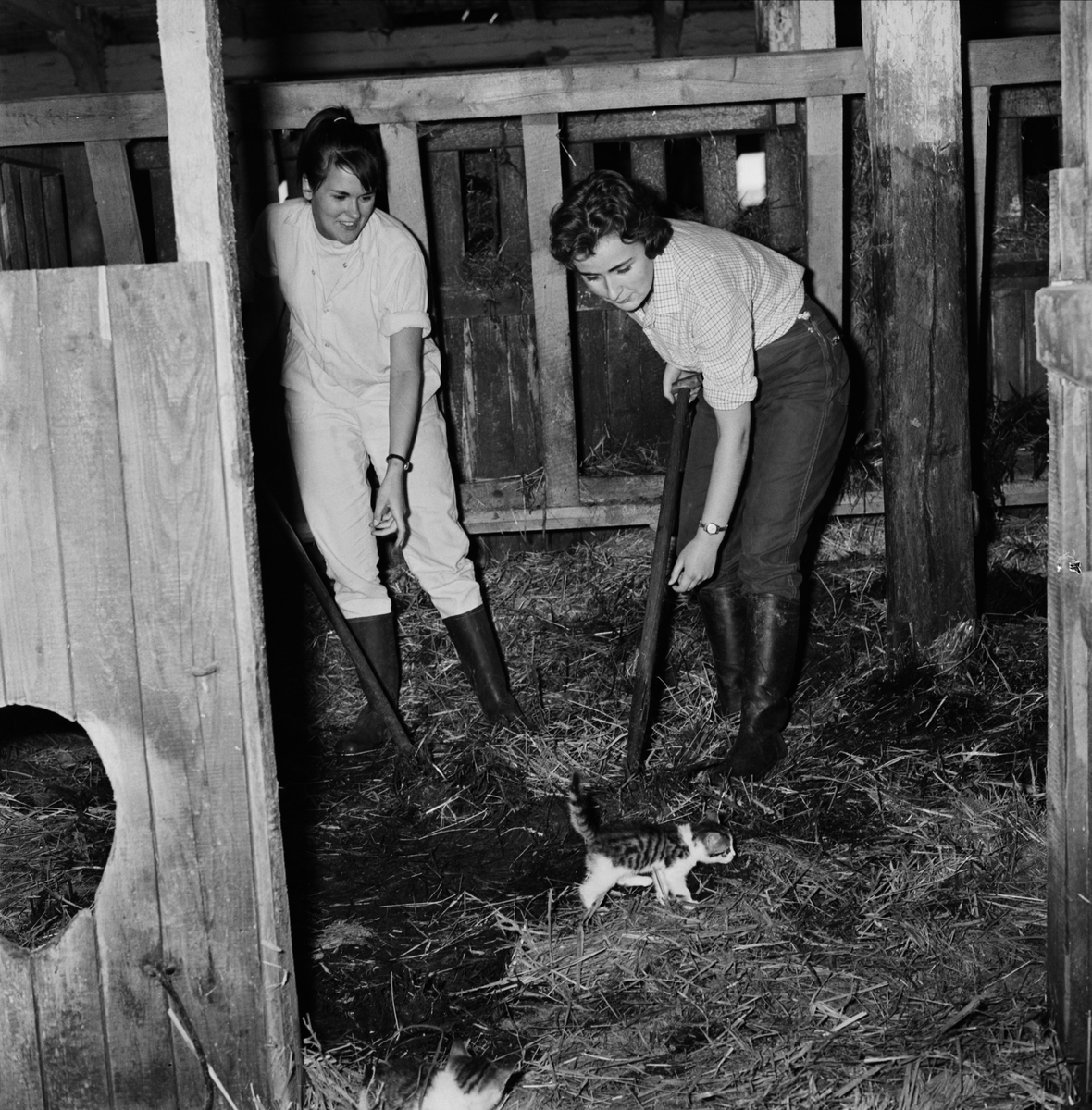 Sommaränge gård - "flickor i tältläger lär sig vårda djur", Viksta socken, Uppland 1960