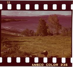 Ku i landskapet på Nesset.