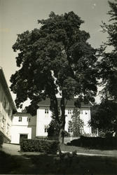 "Reknes hospital og forvalterkontor".