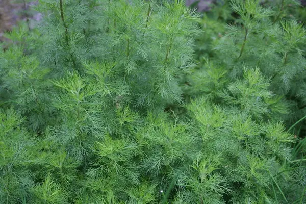 Abrodd (Artemisia abrotanum). Foto/Photo