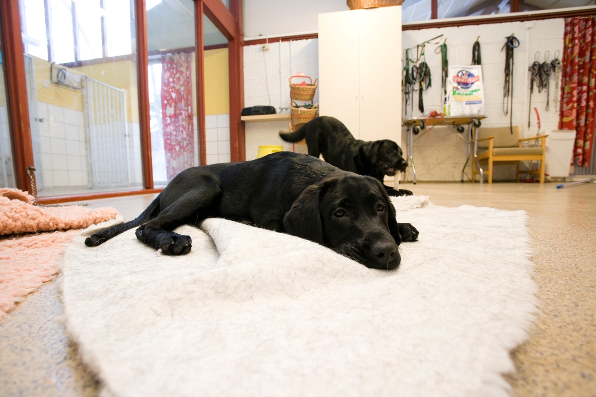 Førerhundskole. En sort labrador hviler seg på et pledd