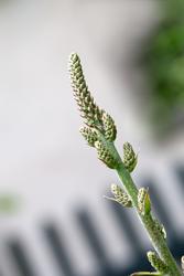 Urter i urtehagen til Norsk Farmasihistorisk Museum