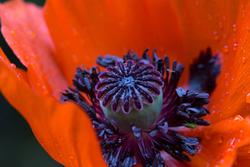 Urter i urtehagen til Norsk Farmasihistorisk Museum