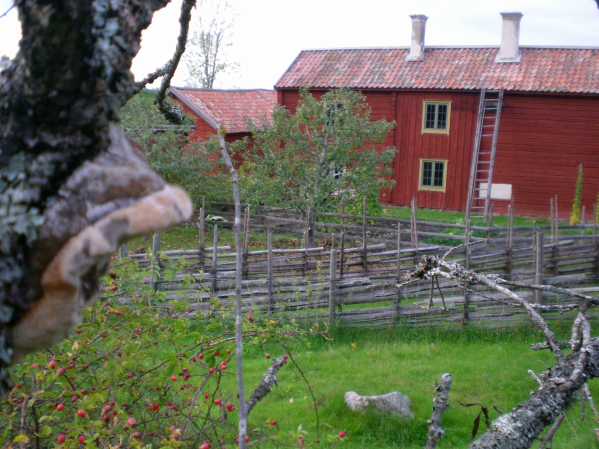 Nyvlastugans baksida med gärdesgårdar och köksträdgård, på friluftsmuséet Disagården, Gamla Uppsala, Uppland 2 oktober 2008