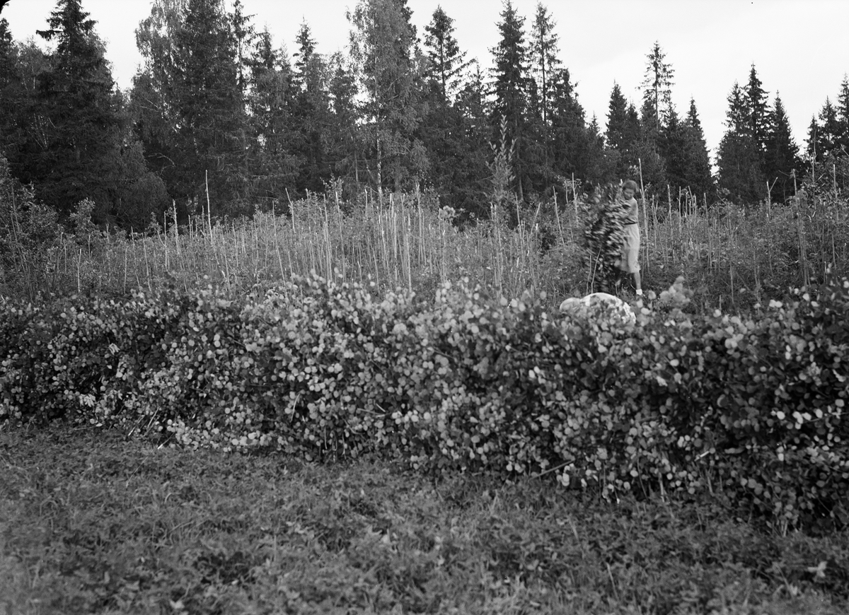 Unga kvinnor arbetar med lövtäkt på Länna gård, Almunge. Samhällsinsats arrangerad av Länsarbetsnämnden i Uppsala län