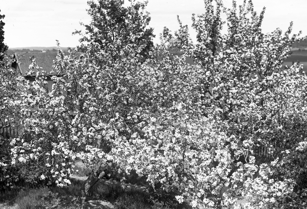 Äppelblom i trädgården. "Erik-Lars", Wästra Hästbo