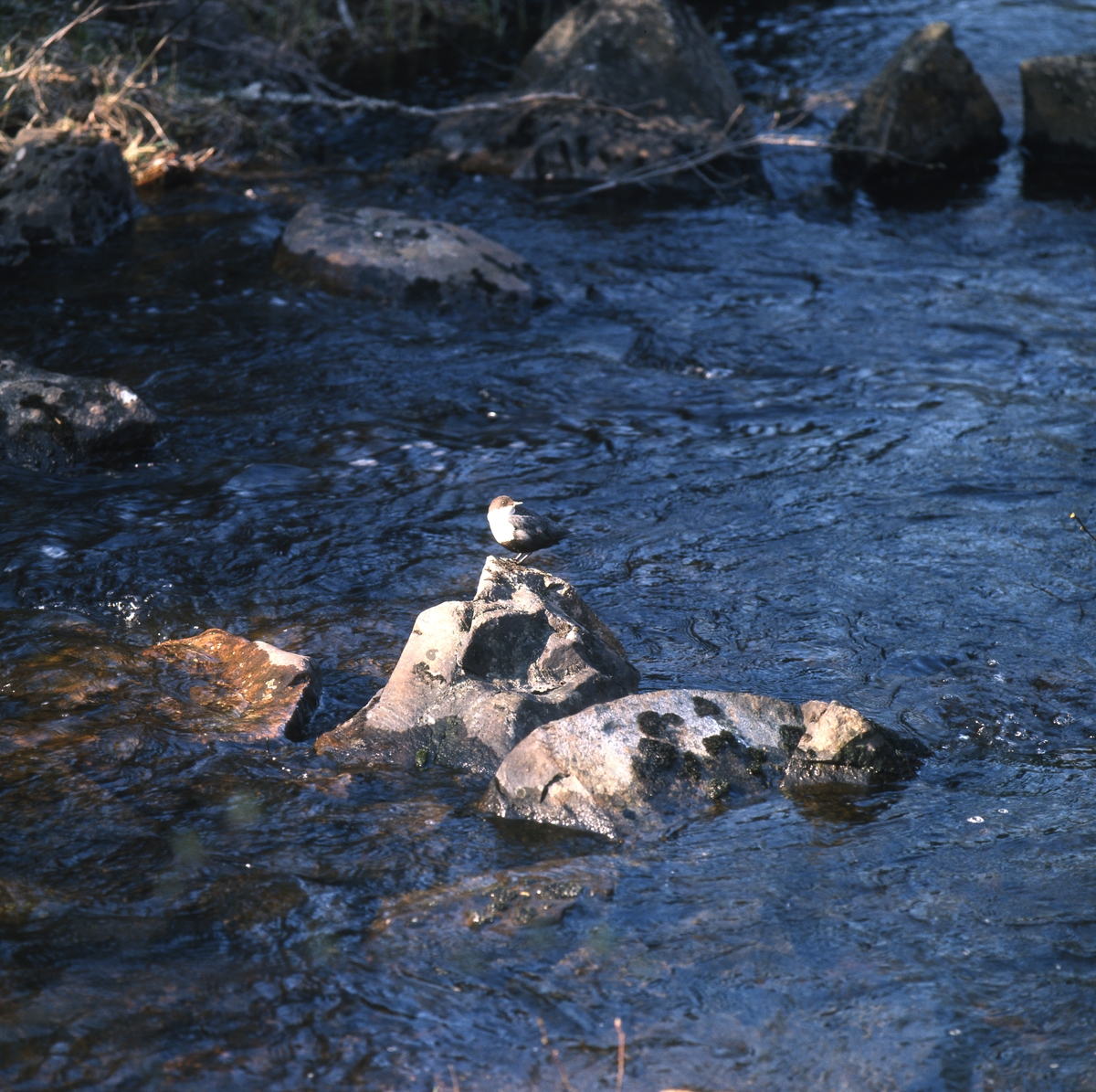 En strömstare sitter på en sten ute i porlande vatten.