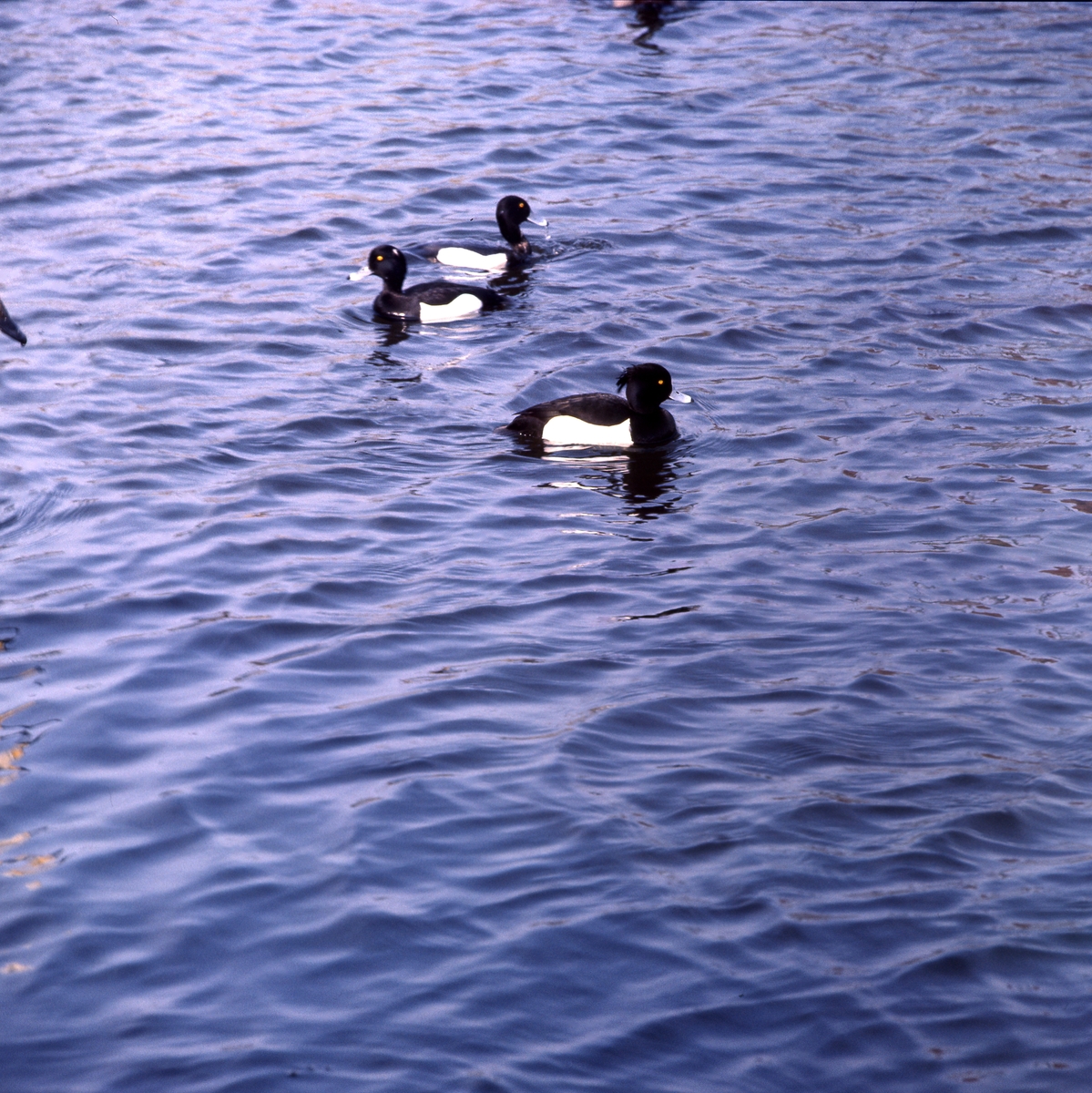 Sjöfåglar på vågig vattenyta.