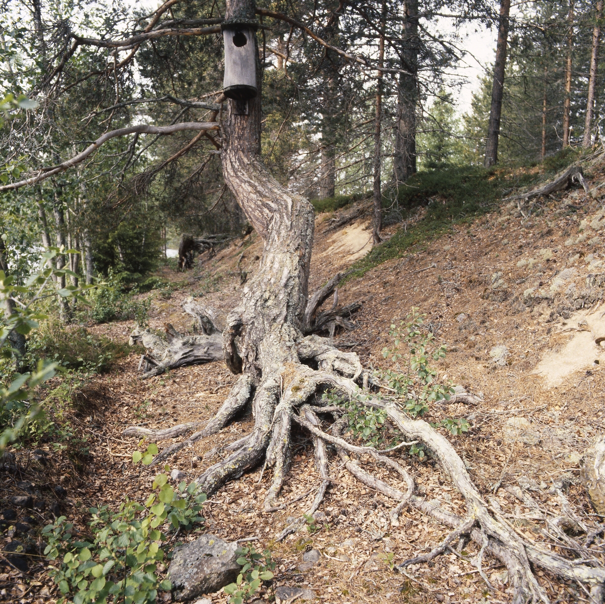 Länsyrkesrådet och Skogsbruksskolan var vid Ängratörn 5 juni 1990. På en krokig trädstam med kraftiga rötter sitter en knipholk.