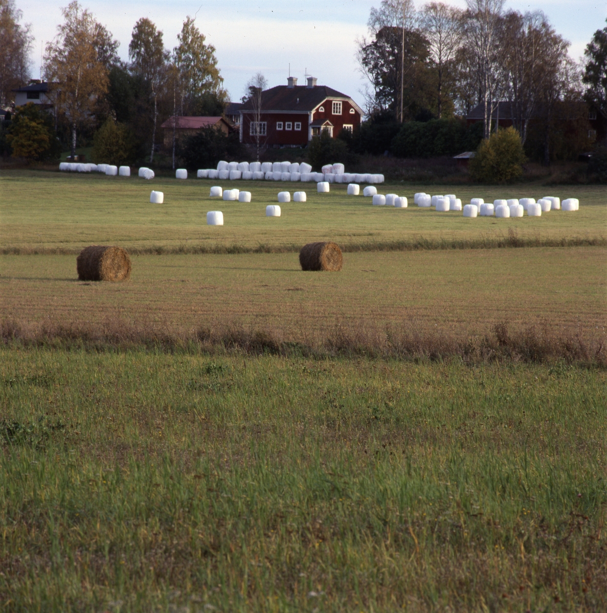 På en åker ligger höbalar och vita ensilagebalar utspridda och staplade. I bakgrunden ligger en gård, omgiven av träd.