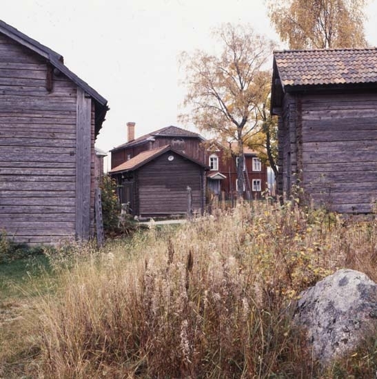 Mellan två omålade timmerbyggnader framträder en gård med olika hus. I förgrunden finns en sten omgiven av sly med hallonbuskar och rallarrosor.