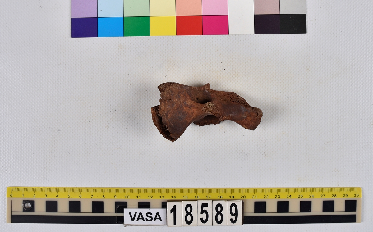 Ben från nötkreatur (Bos taurus).
1 st. fragment av halskota (vertebrae cervicale).