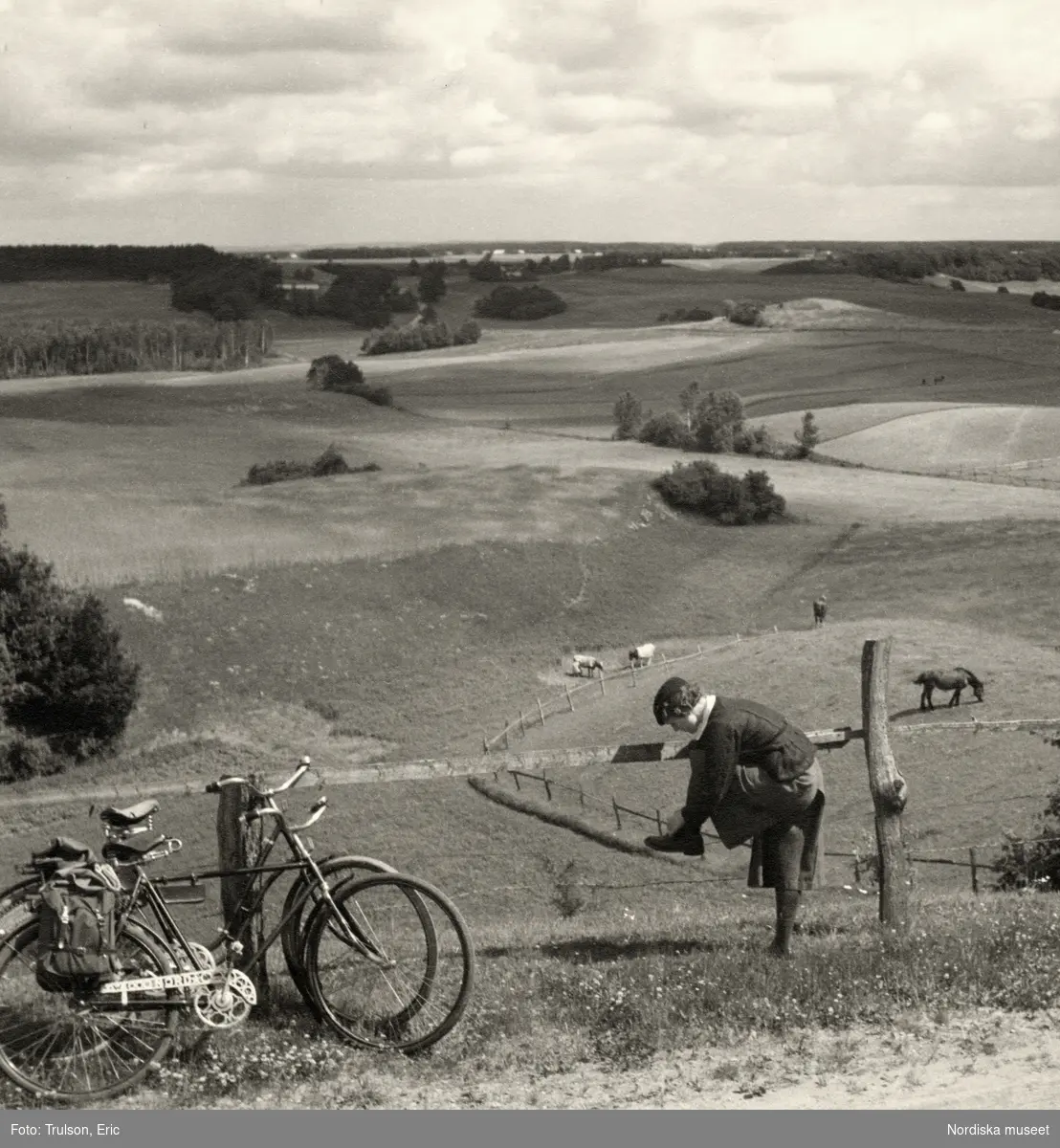 Vindrarp, Halland. Rast på cykelfärden. En kvinna med byxkjol knyter sin sko. I bakgrunden fält med betande hästar och kor.