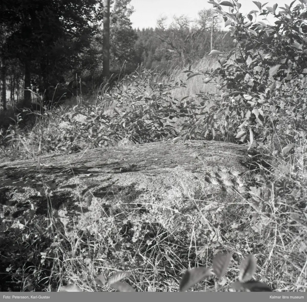 Älvkvarnsstenen.
Skålgroparna, eller älvkvarnarna, syns till höger på stenen.

Foto KG Petersson 5/9 -1958.