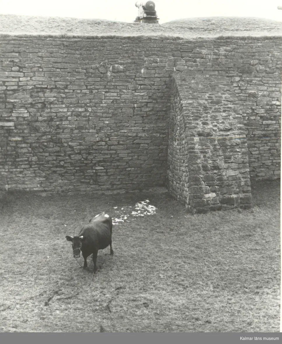 Yttre borggården på Kalmar slott, med betande ko.