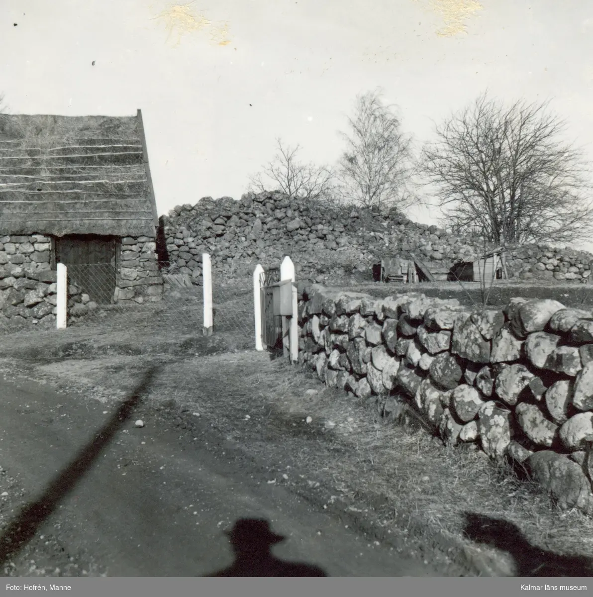 En väg, ladugård, stenmur och gravröse i Melby. Gravröse nummer tre. Skadat 1951.