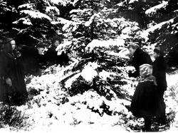 Juletrehogging i Rakkestad ca. 1895. Barn fra res.kap. Olaf 