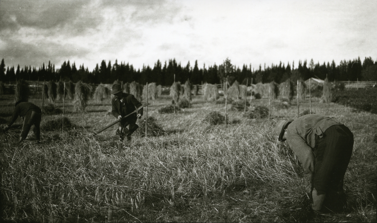 Slåttonn på Jons, Galåsen. 3 menn, mannen lengst til venstre ukjent. Ingvar Galaasen (3/8 1880 - 1969) (med ljåen) og Gustav Galaasen (26/3 1876 - 1940) (bøyd)