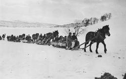 Bryllup, personer, hest, slede, naturforhold.