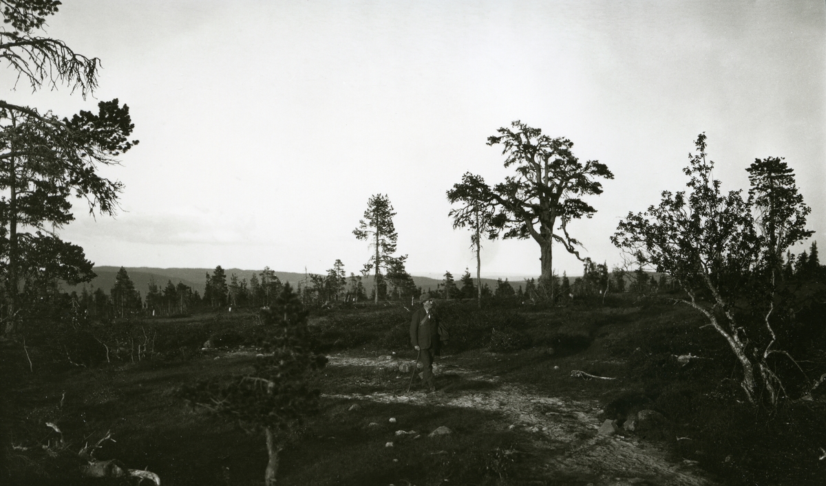 Mann, Sven Moren (1871 - 1938), gående på sti i skogen.