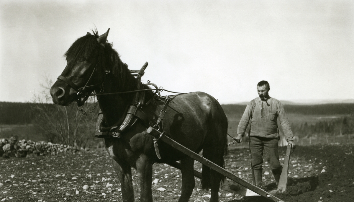 Mann og hest, pløyer opp åker i Galåsen. Gustav f. Galaasen (26/3 1876 - 1940), Jons