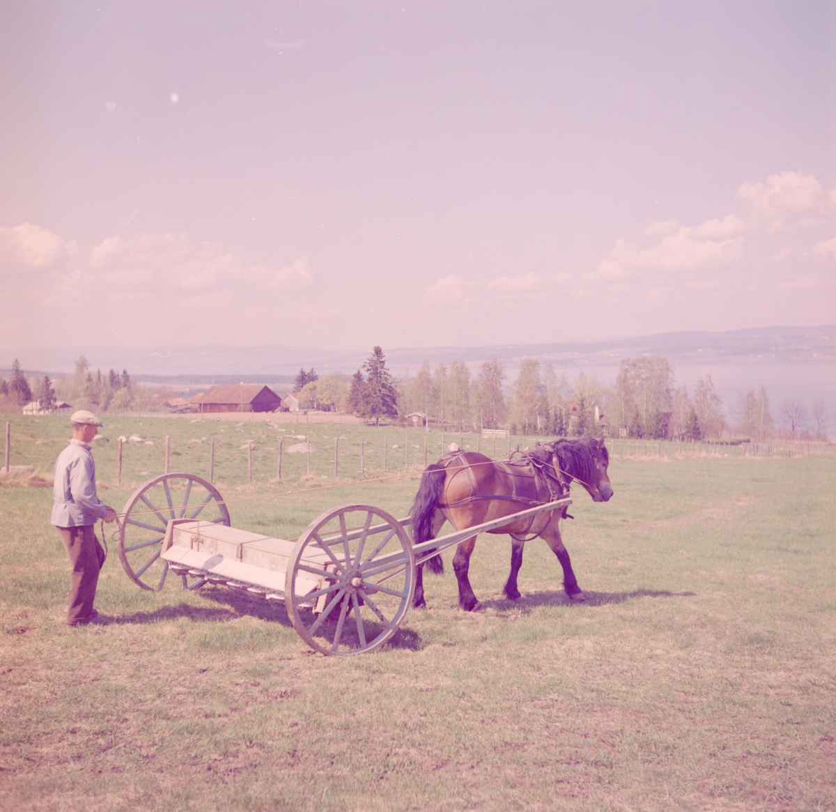 Norsk landbruks jubileumsutstilling 1959. Hest foran harven, gårdskar holder i tømmene.