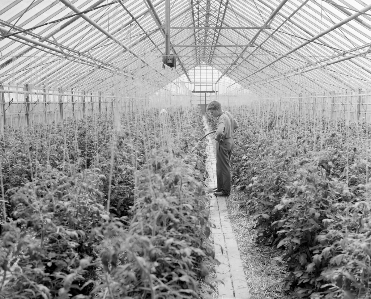 Norsk landbruks jubileumsutstilling 1959. Drivhus fullt av planter, en yngre mann vanner.