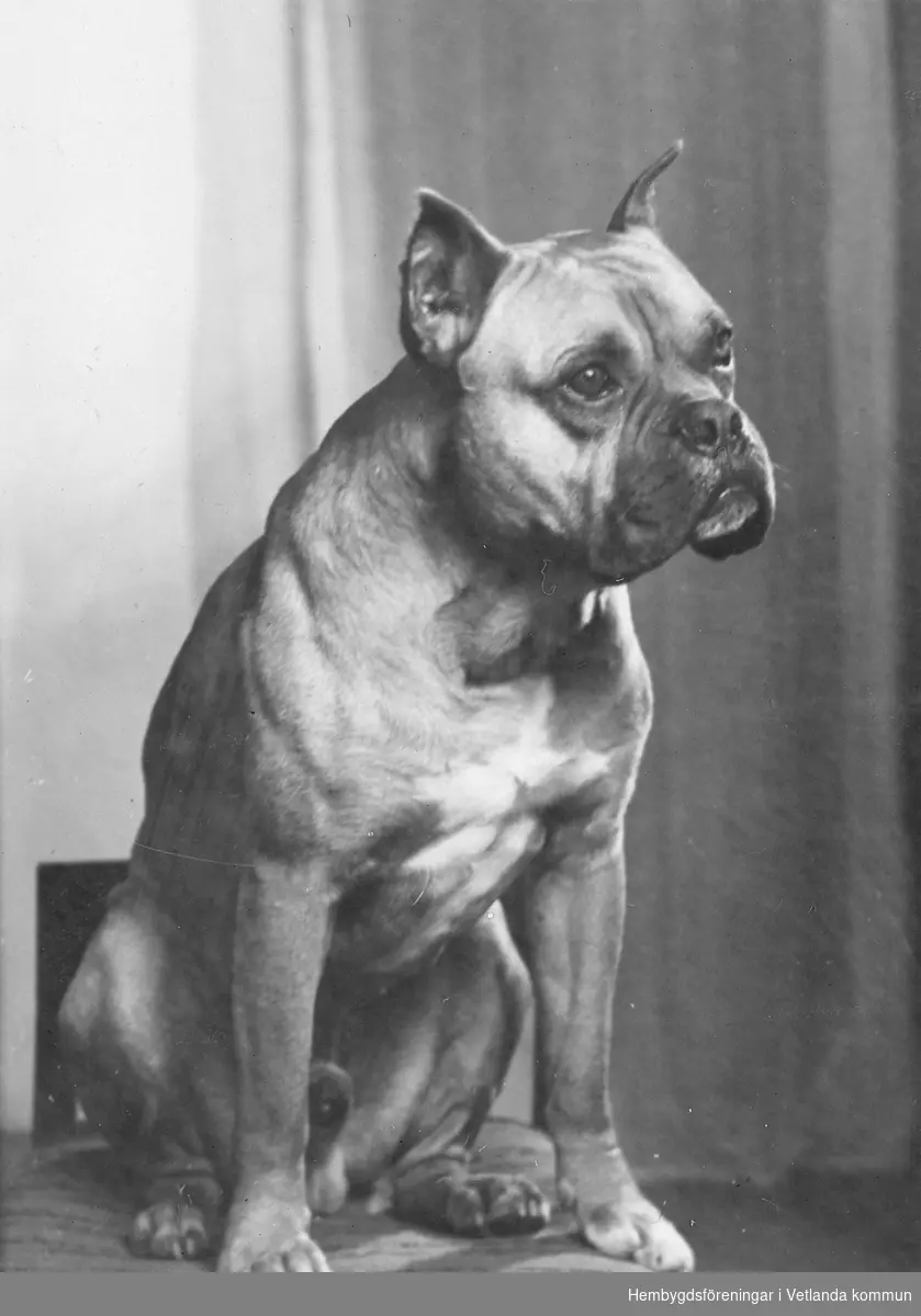 Porträtt av en boxer hund.

Hembygdsföreningen Njudung