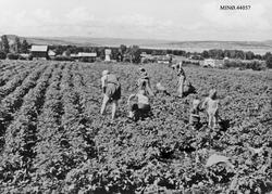 Personer, gårdsbruk, åker.